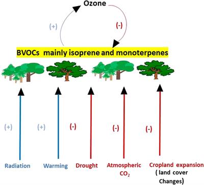Tropospheric ozone and its natural precursors impacted by climatic changes in emission and dynamics